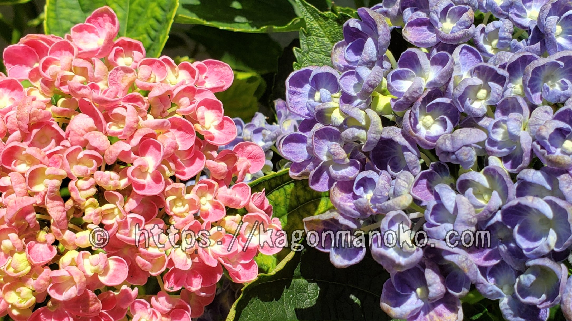 「土壌の酸度」にヒントがある！紫陽花の花色を変えるメカニズム