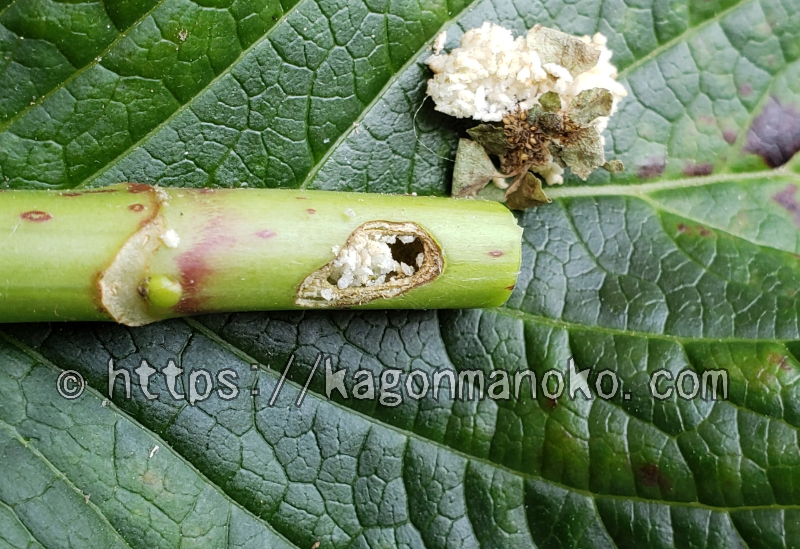 紫陽花の茎の中が食害で空洞になった！害虫はコウモリガの幼虫