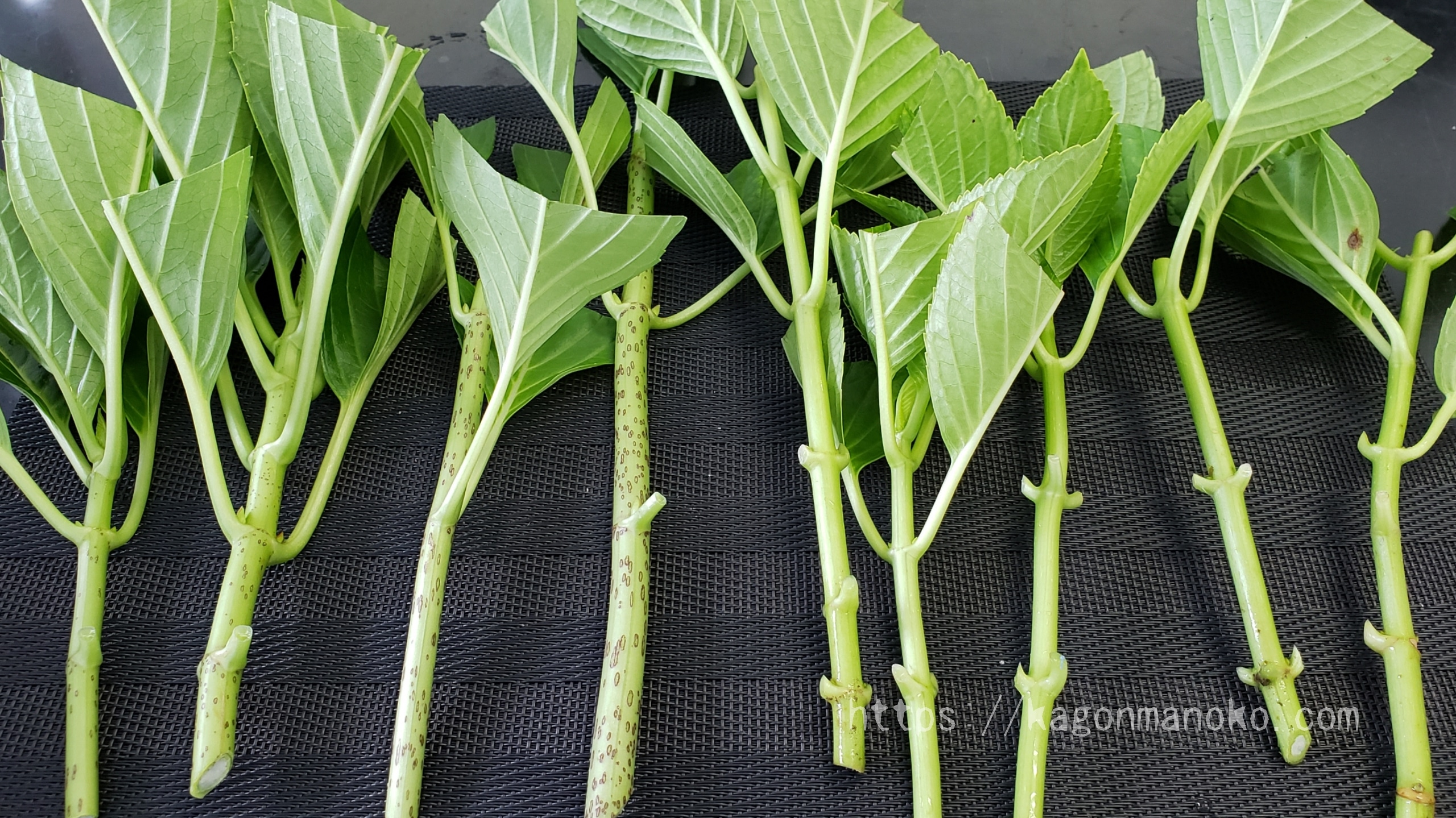 初心者が失敗しない！紫陽花の挿し穂が確実に発根する6つのコツ