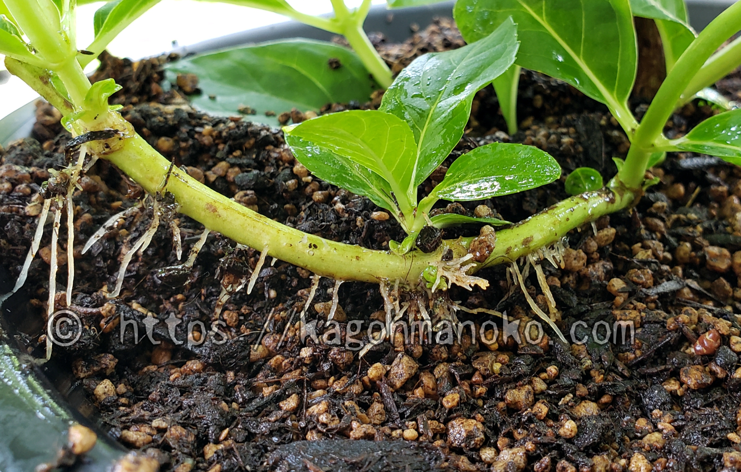 鉢植えで簡単に紫陽花を増やす「とり木」の方法と発根までのコツ