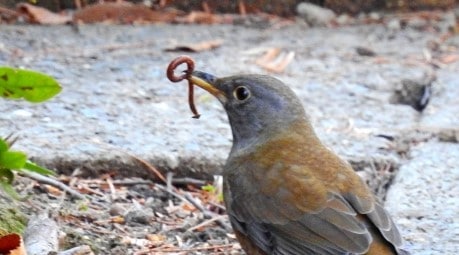 鉢の中にいるミミズは害虫だった！駆除する理由と対策