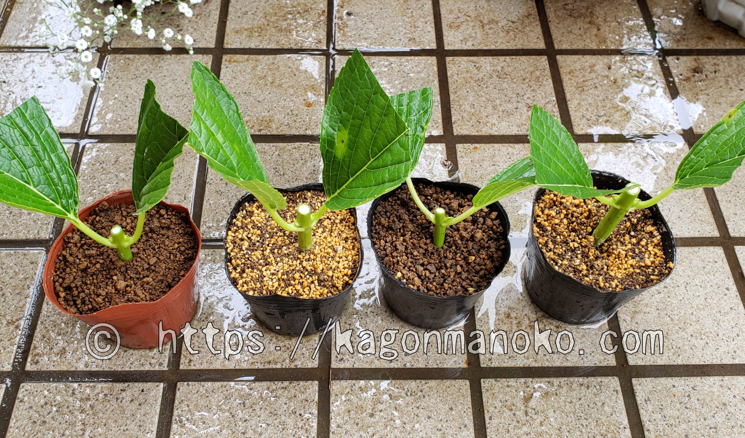 紫陽花の挿し木が発根した見極め方と鉢上げの時期・育て方のコツ