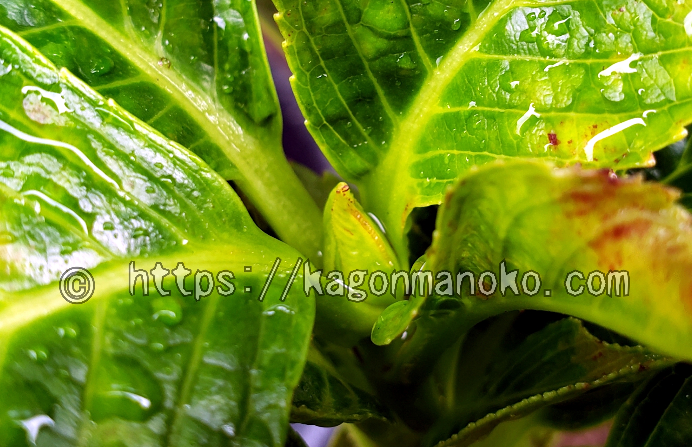 開花を約束！「花芽の分化」を促す9・10月の紫陽花の育て方