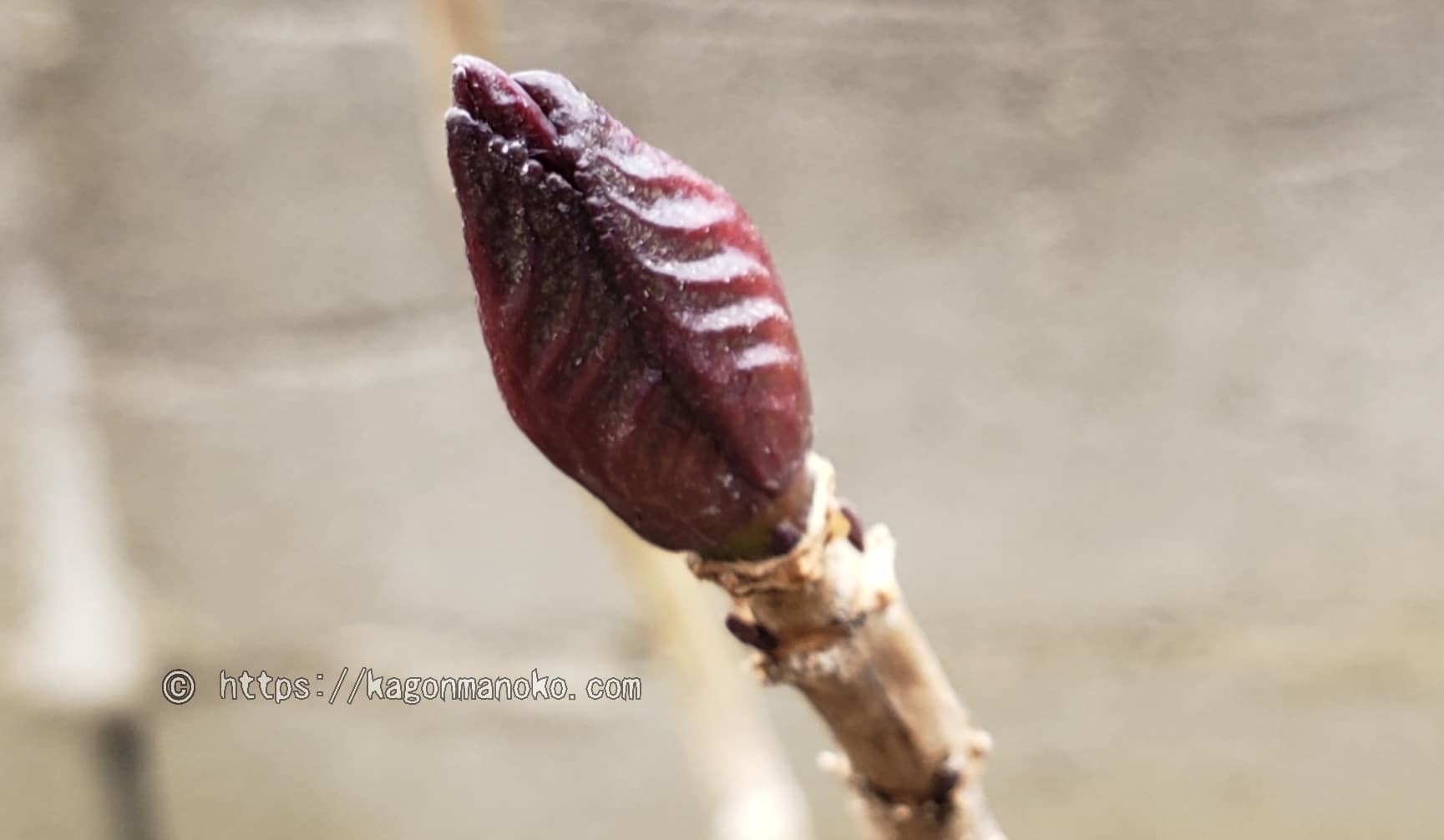 落葉と冬芽形成はいつ？霜が降り始めた紫陽花の冬越しの経過