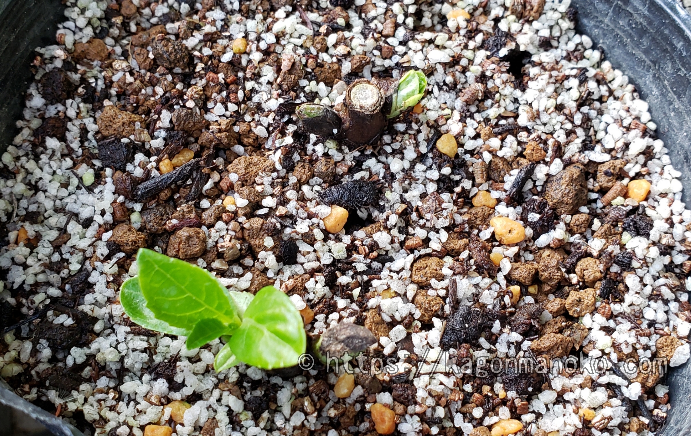 木質化した紫陽花の挿し木（休眠枝ざし）が発根したコツと条件