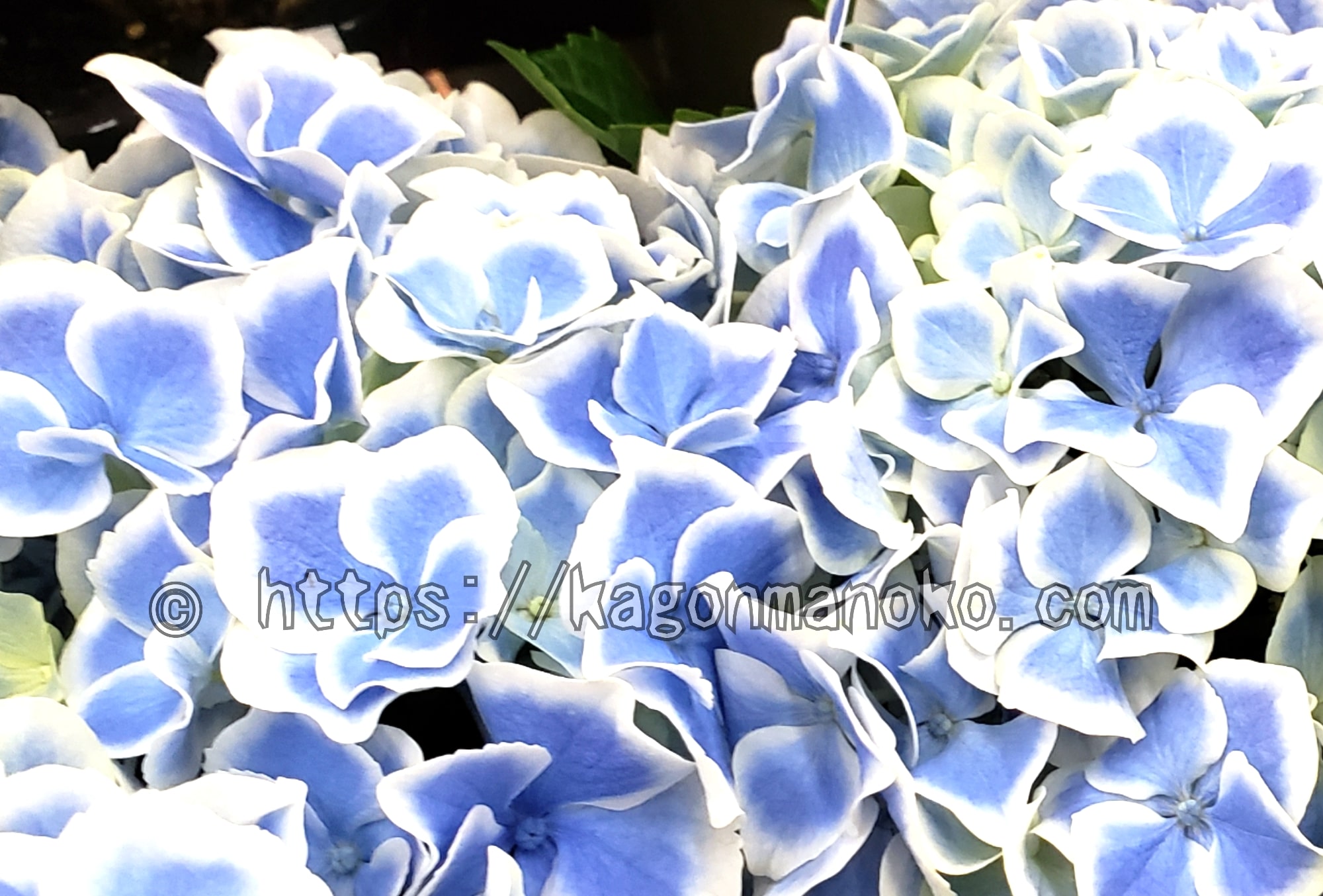 頂芽挿し紫陽花の育て方-発根後摘芯（芽摘み）が必要な理由-