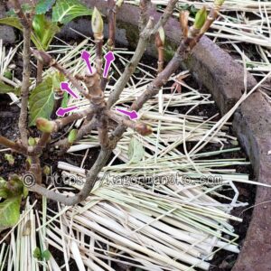 画像に alt 属性が指定されていません。ファイル名: ajisai-2dankaisentei08-300x300.jpg