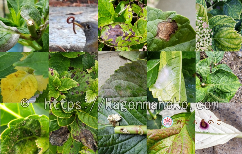 葉の症状から分析！紫陽花の「病気・害虫・生育不良」の総まとめ