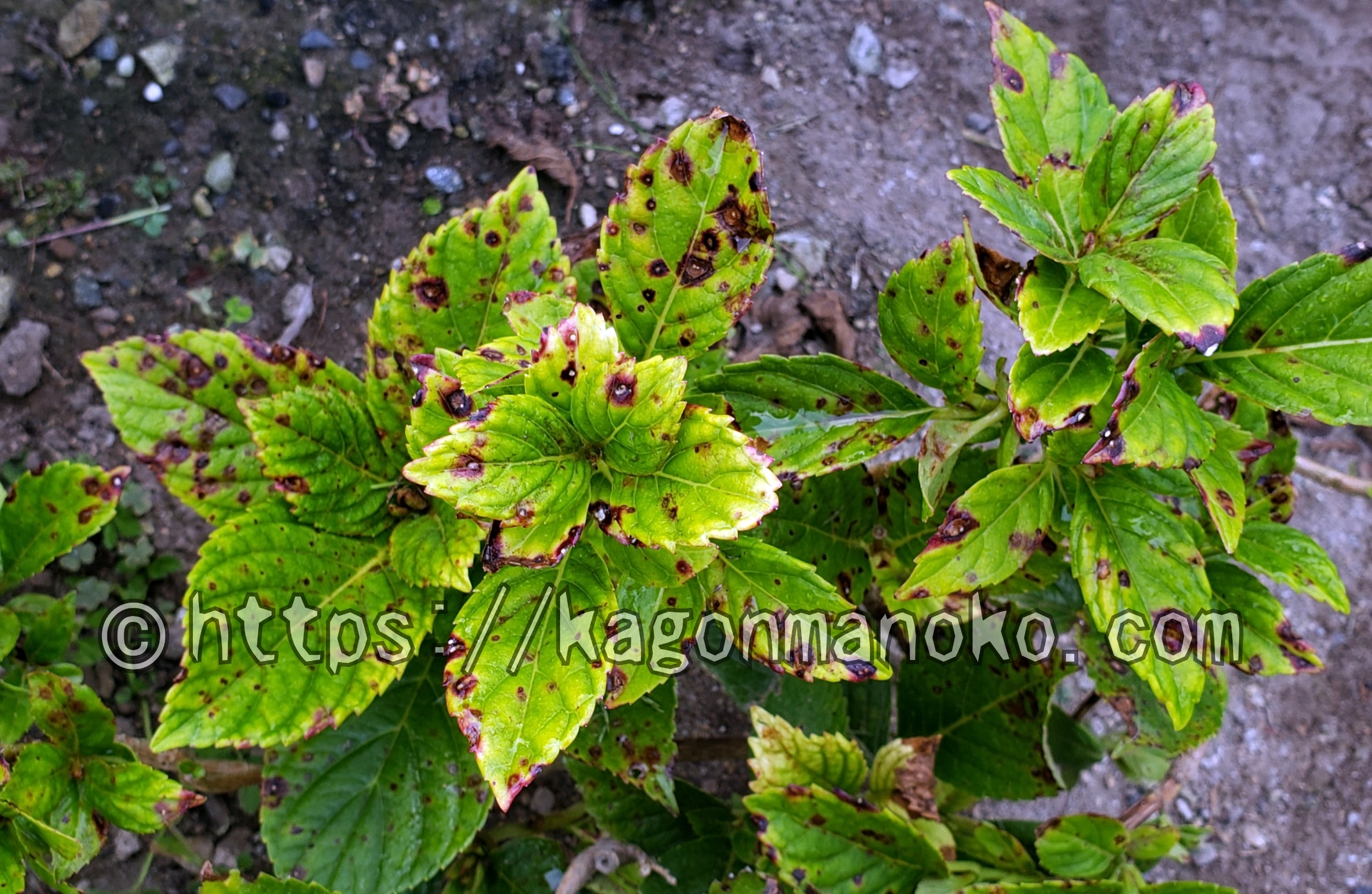 紫陽花「炭疽病」の症状と治療、感染後は枯れる？(回復記録)