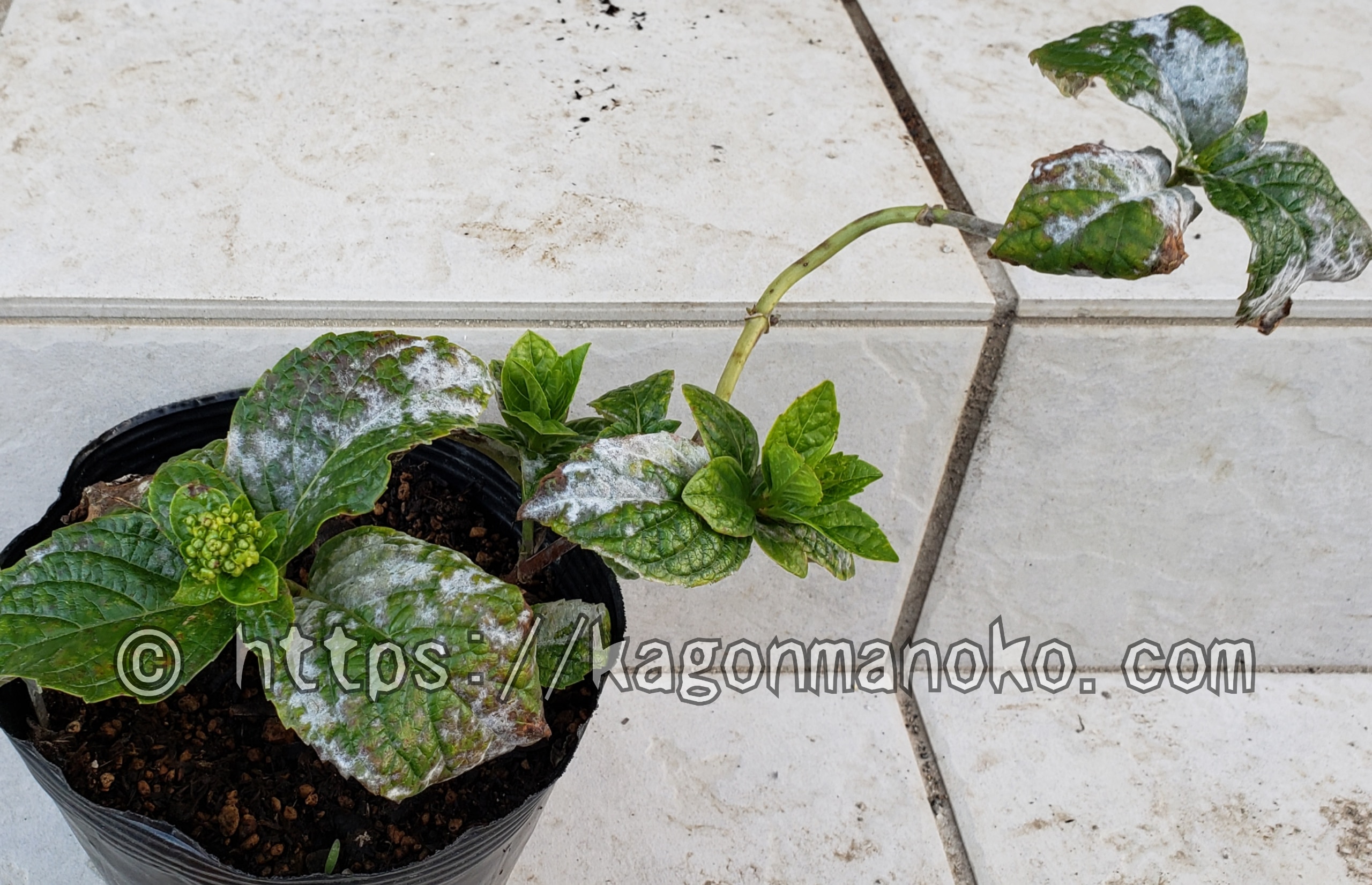 葉が白い！紫陽花の「うどんこ病」の症状と予防、治療できた薬剤