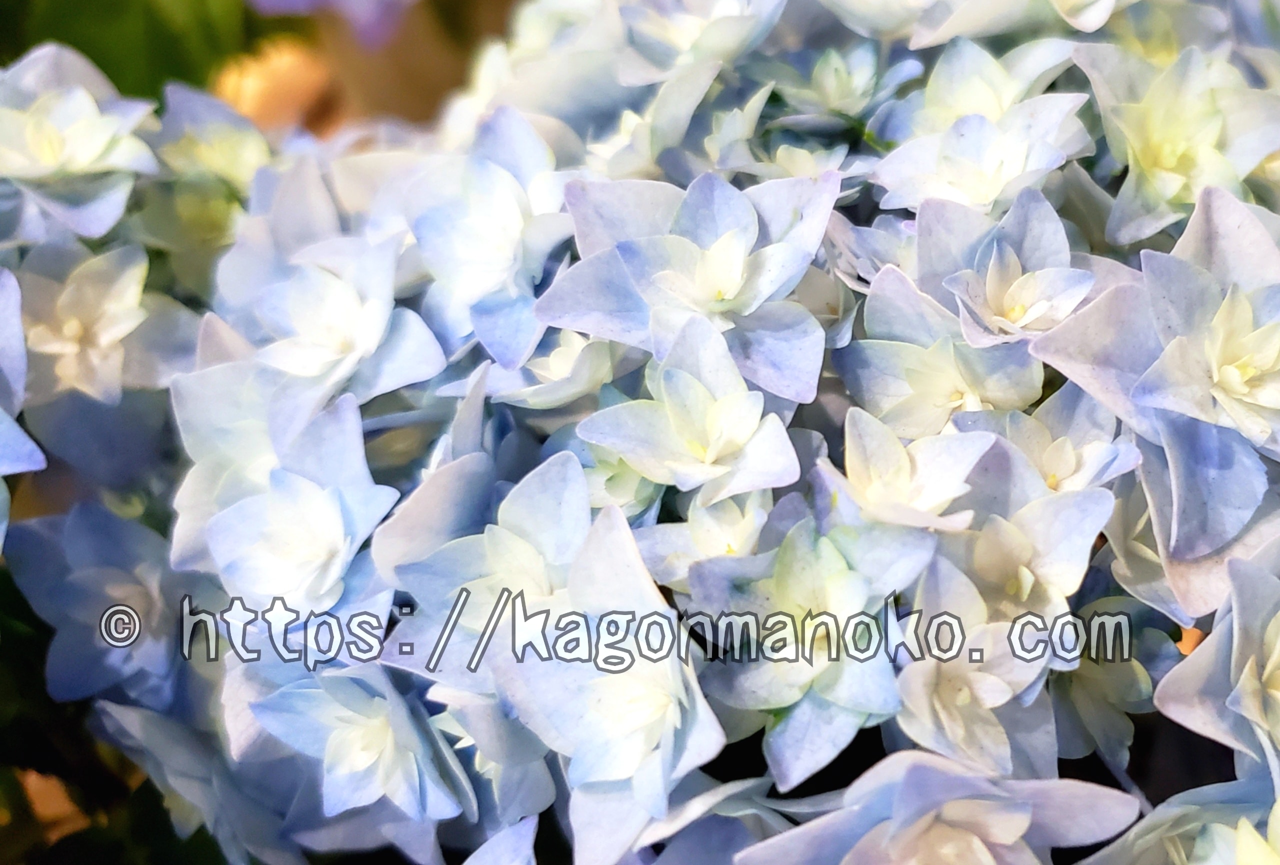 青紫陽花を咲せたい！「酸性」に傾く土づくりと肥料選び