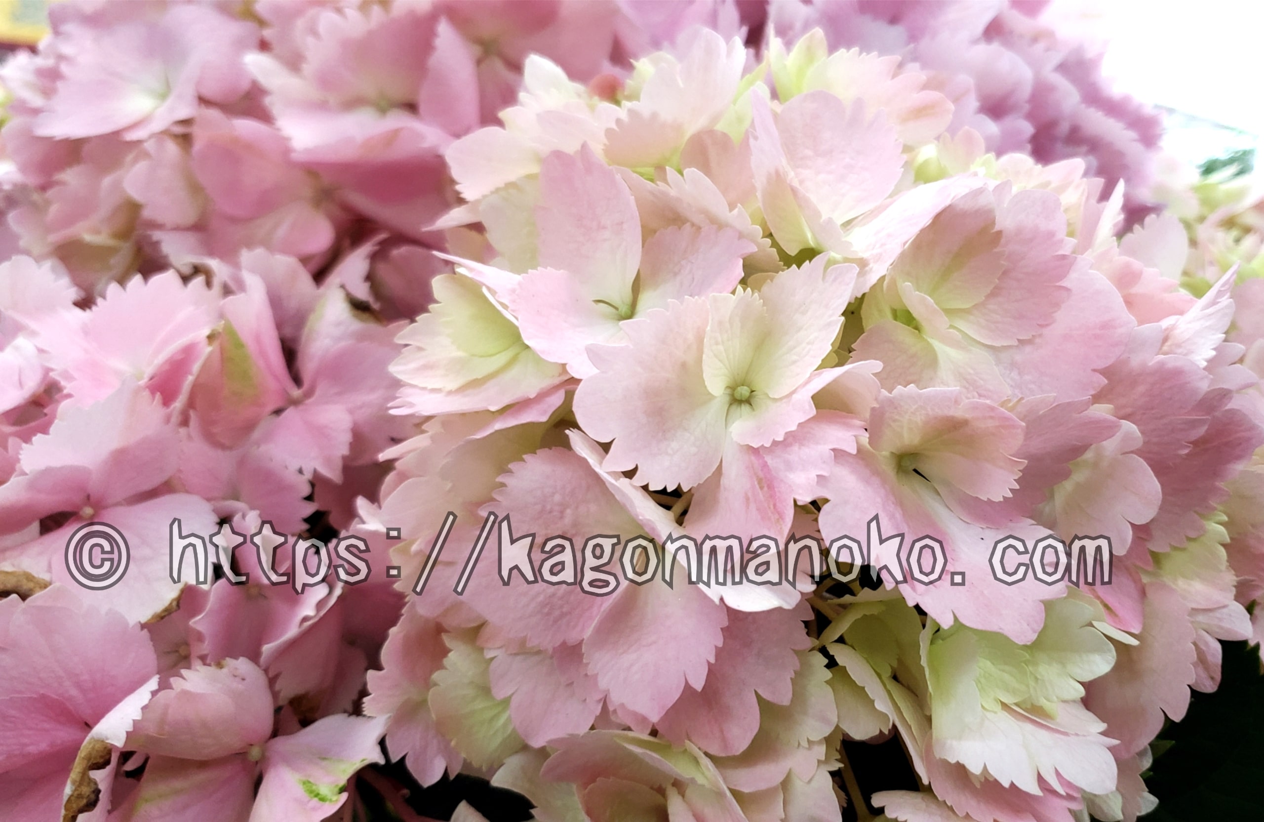 紫陽花の苗木の選び方｜花・葉・茎から良し悪しが分かるポイント