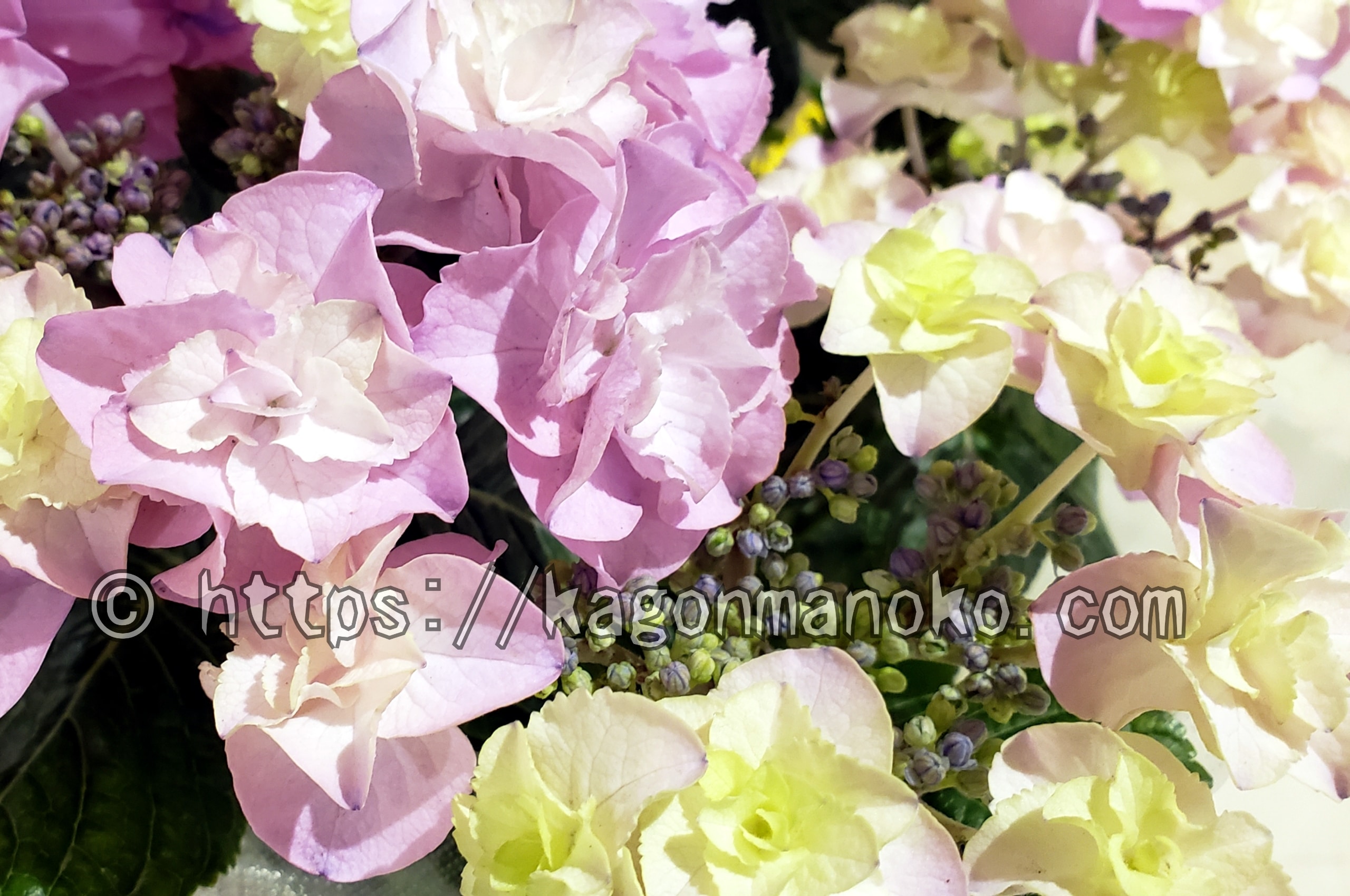 紫陽花の苗はホームセンターでいつ買える？購入時期や通販苗との違い