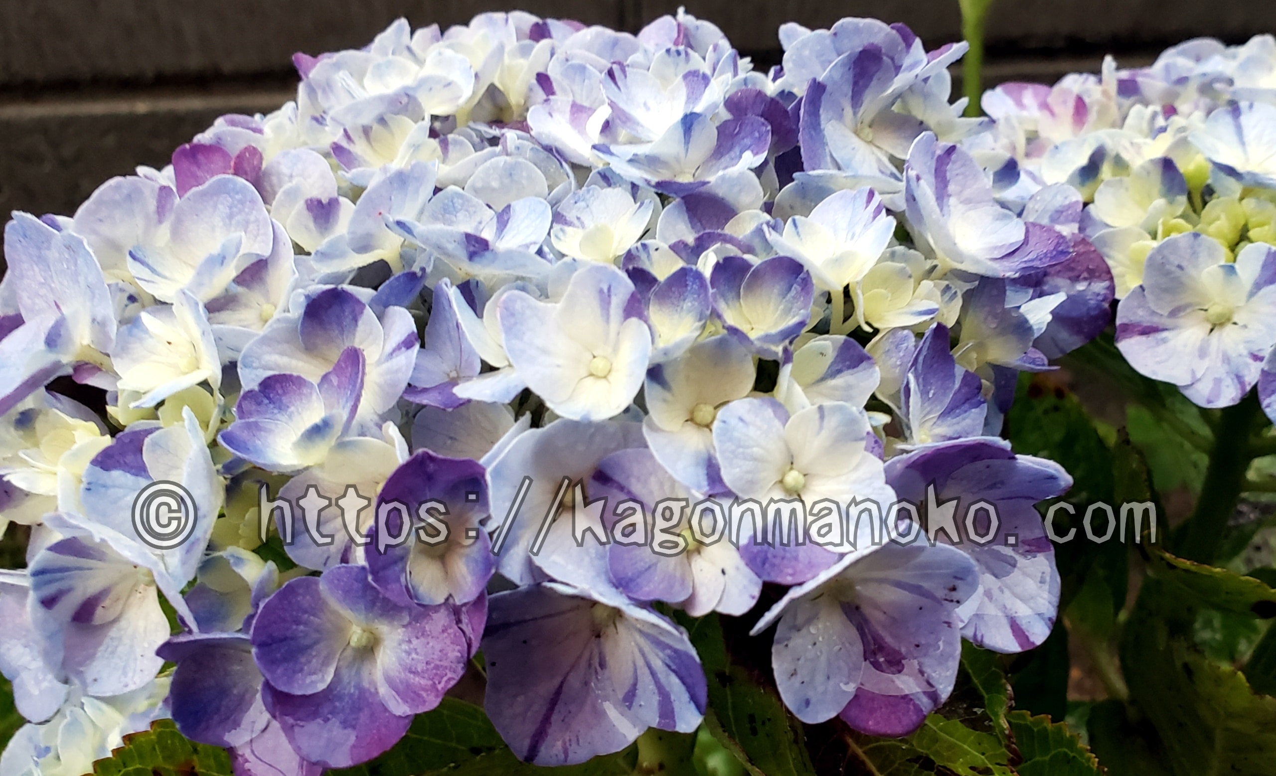 温室育ちの矮化剤使用の鉢花紫陽花を買った後に枯らさない育て方