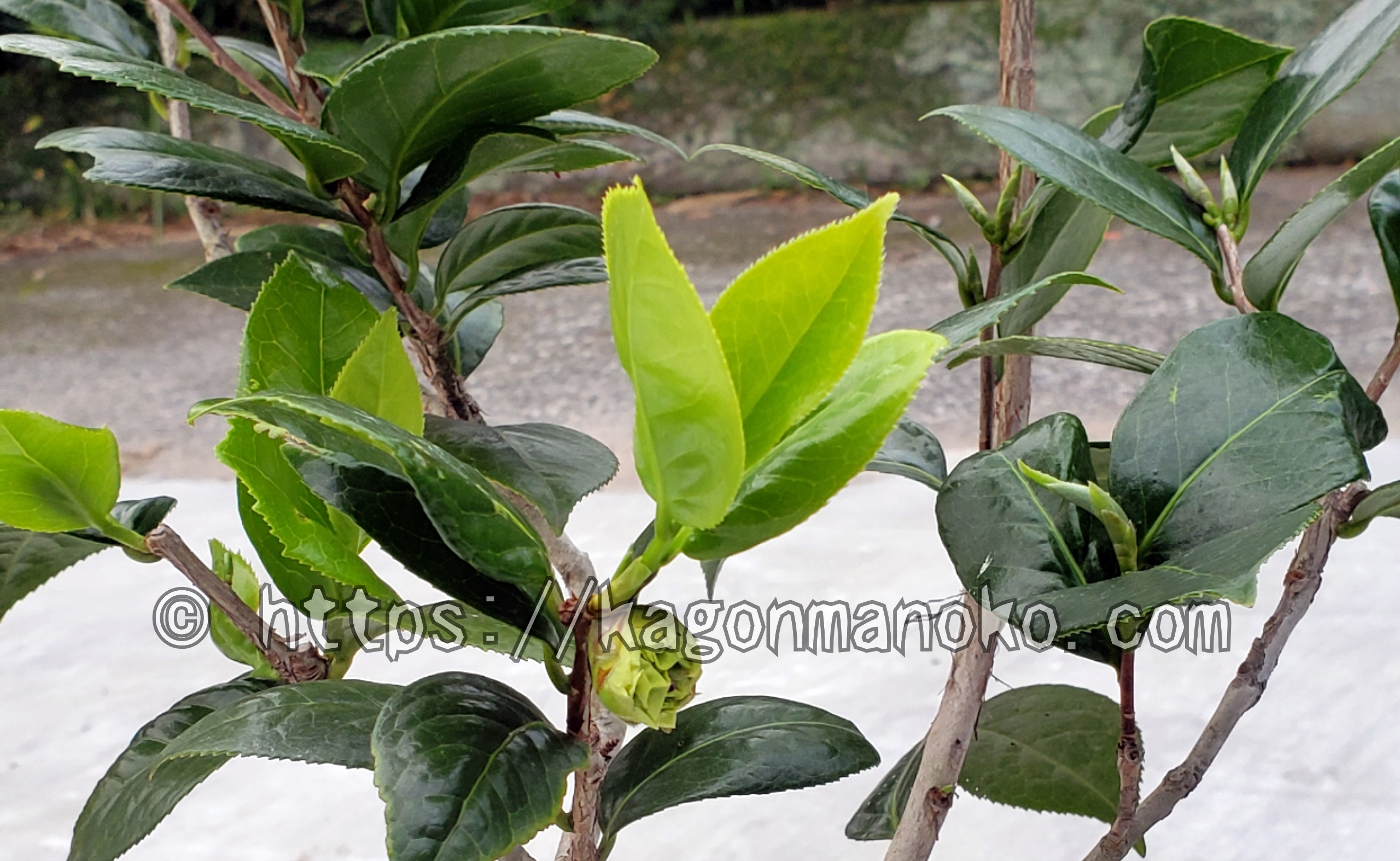 秋に成長した椿の管理－樹皮・枝の繊維が剥がれた原因と理由－