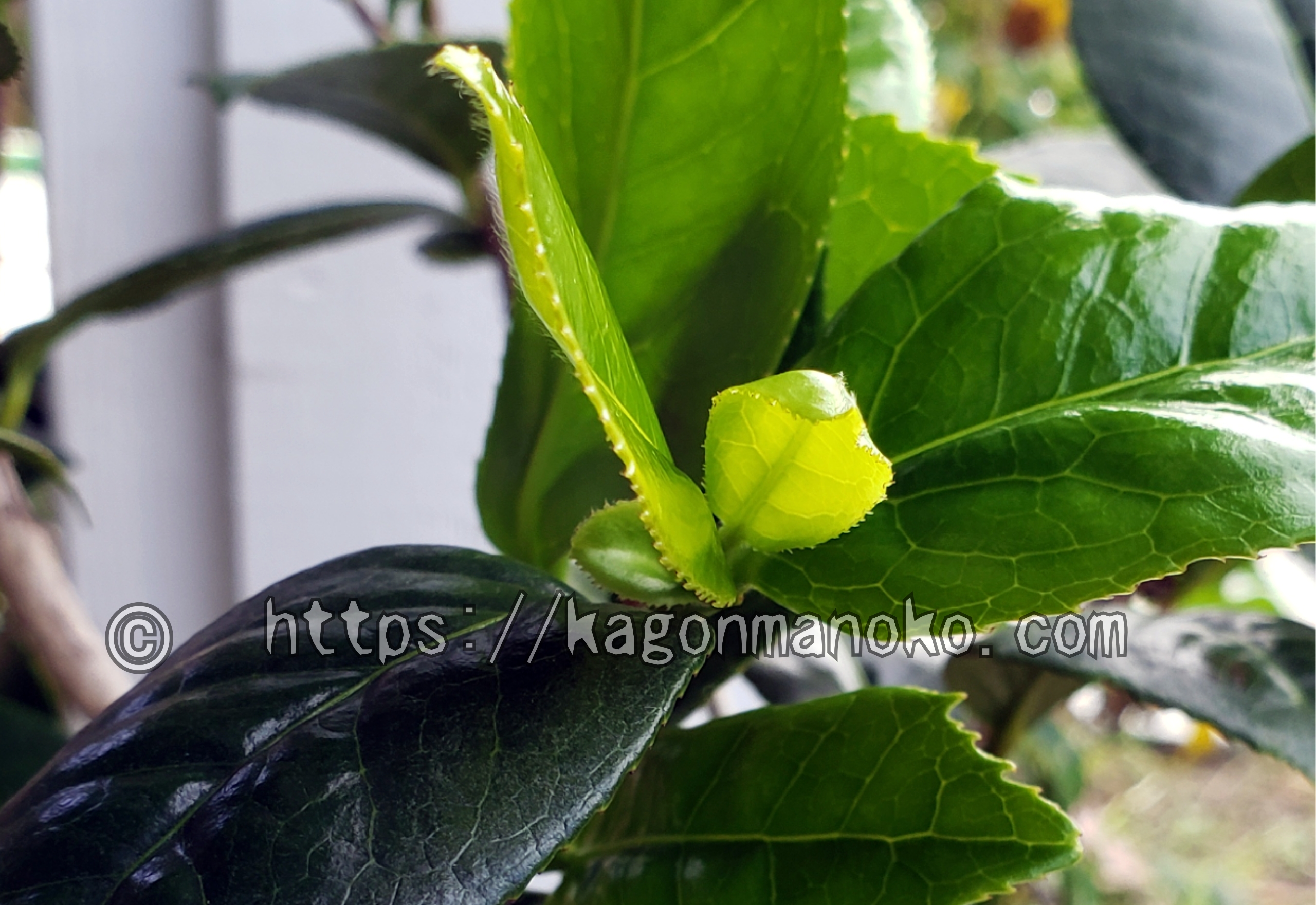 秋冬に伸びた椿の新葉が枯れる原因と丈夫に育った生育環境・条件