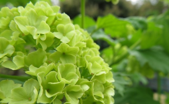 紫陽花のよい樹形とは-株立性低木の特徴から分かる剪定法-