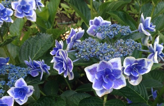 紫陽花の剪定するorしない？剪定する理由を知ると切りたくなる！