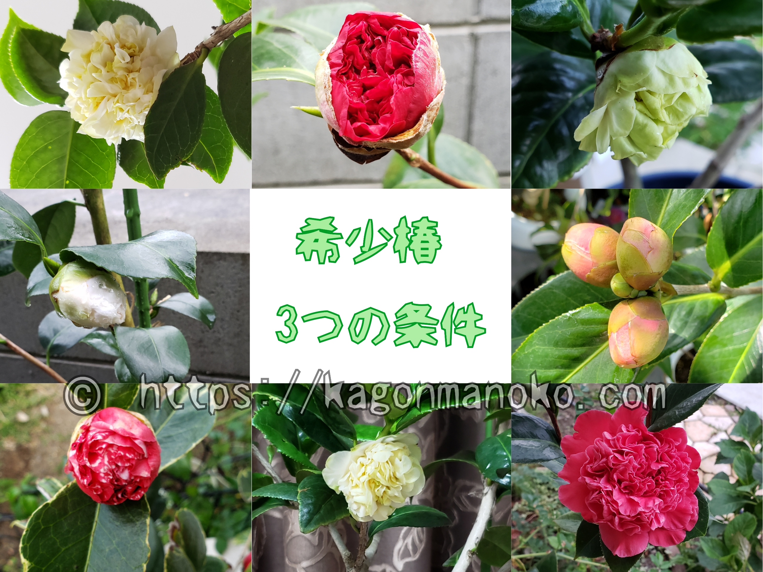 椿の希少種の3つの条件とは。珍しい椿の定義と見定め方