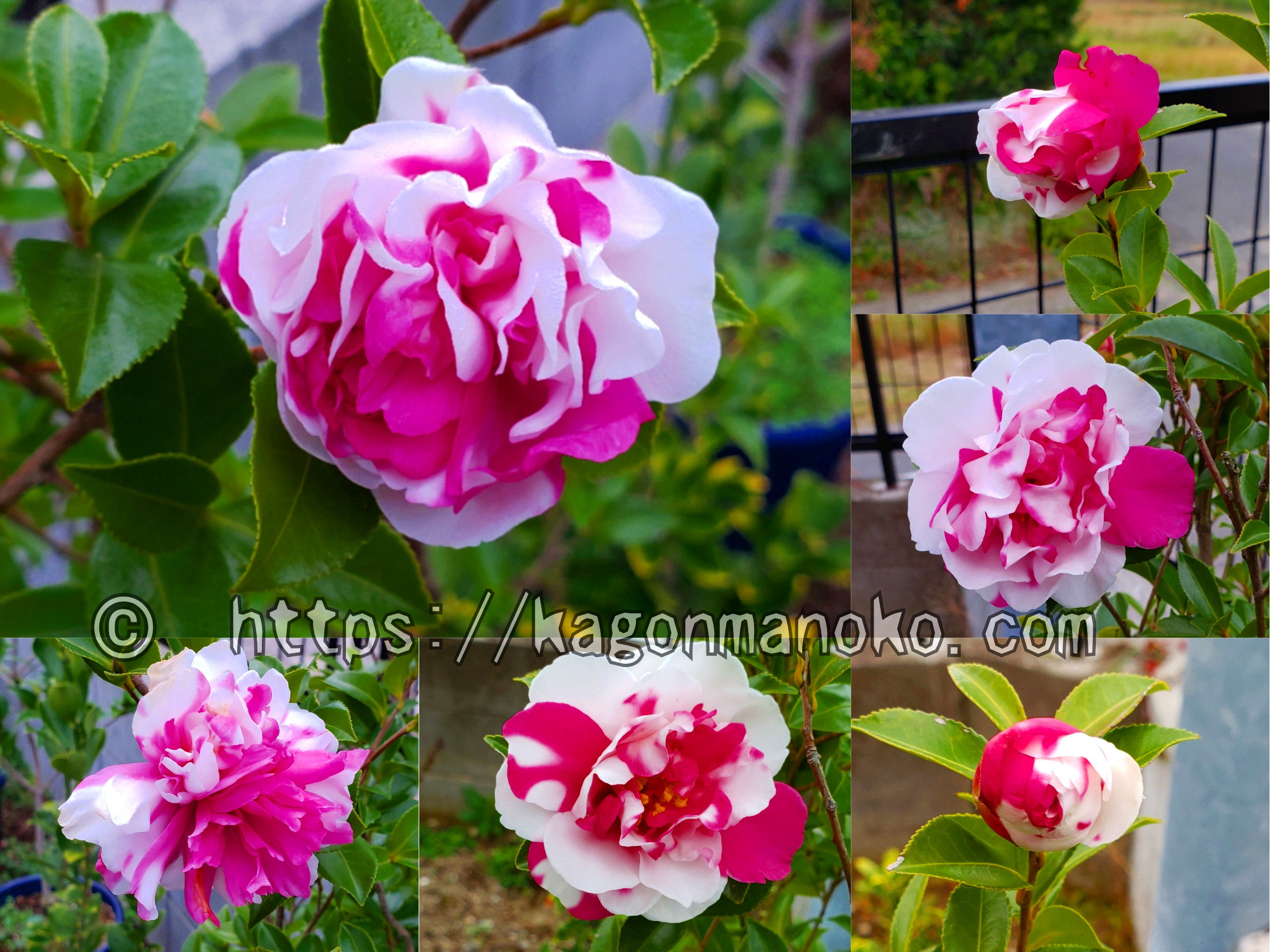 サザンカ「花御堂」が咲いたよ-根が枯れても開花まで育てるコツ-