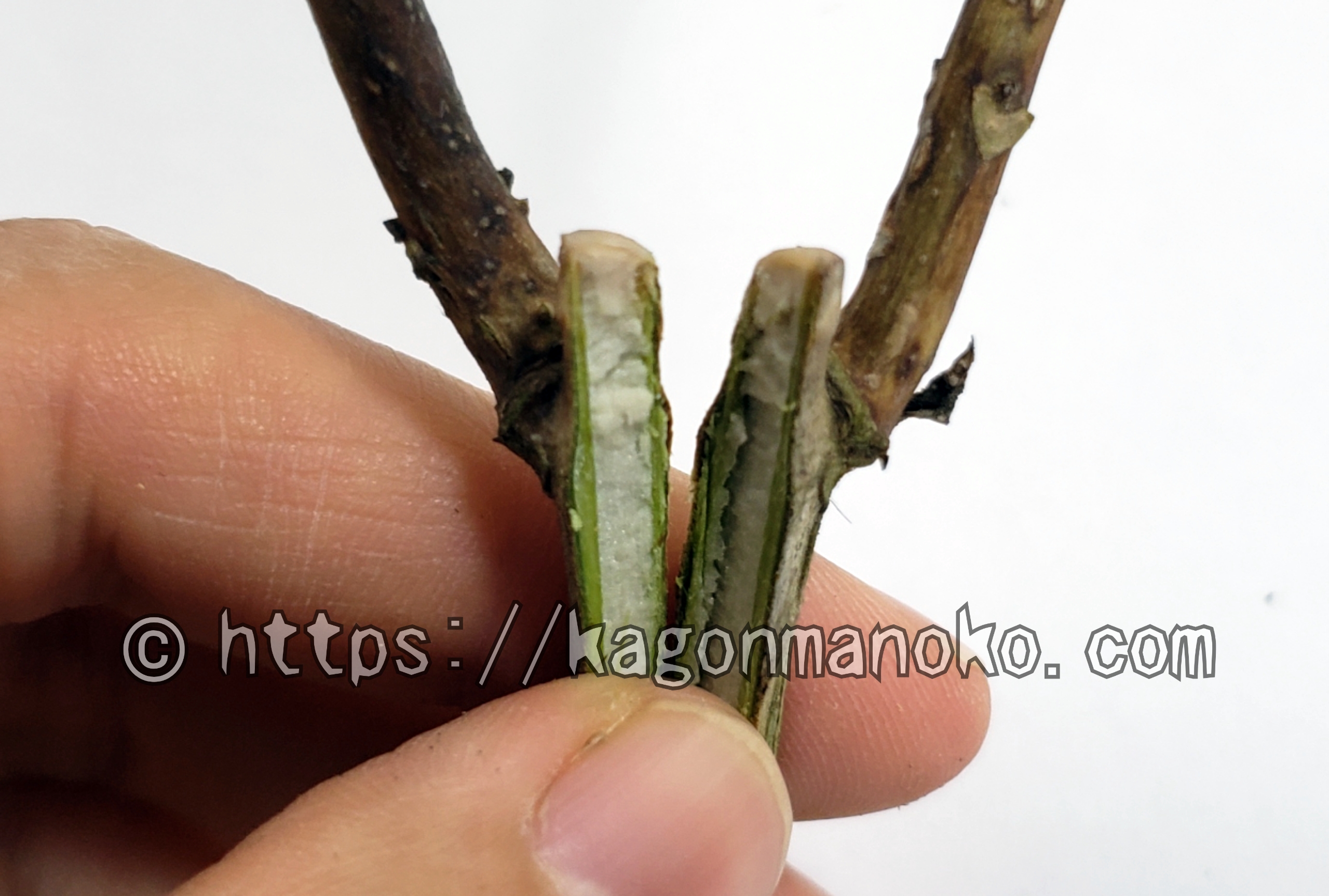 紫陽花の花後は節の中間で剪定しないで（枝の剪定後の管理）