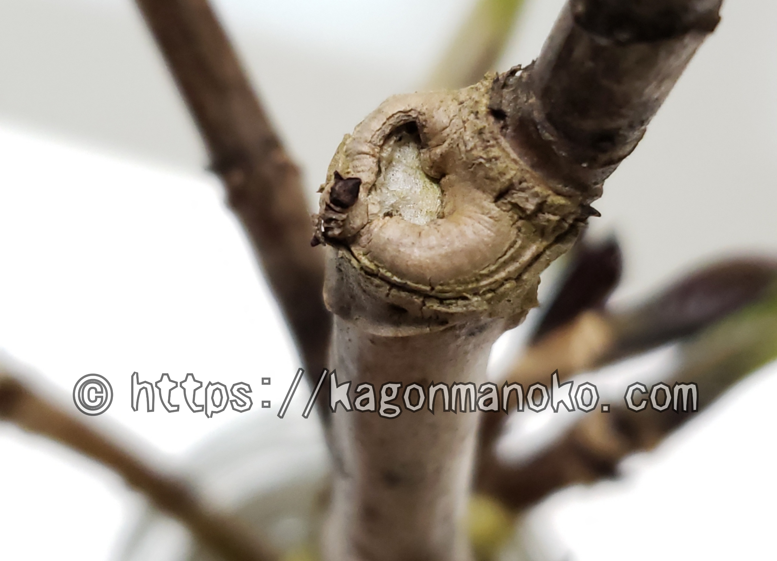 紫陽花の剪定の仕方と角度とは。ブランチカラーとカルス形成がコツ