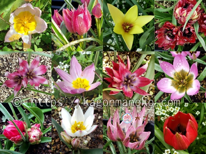 愛好家が育てた人気ある原種チューリップのおススメ品種と特徴