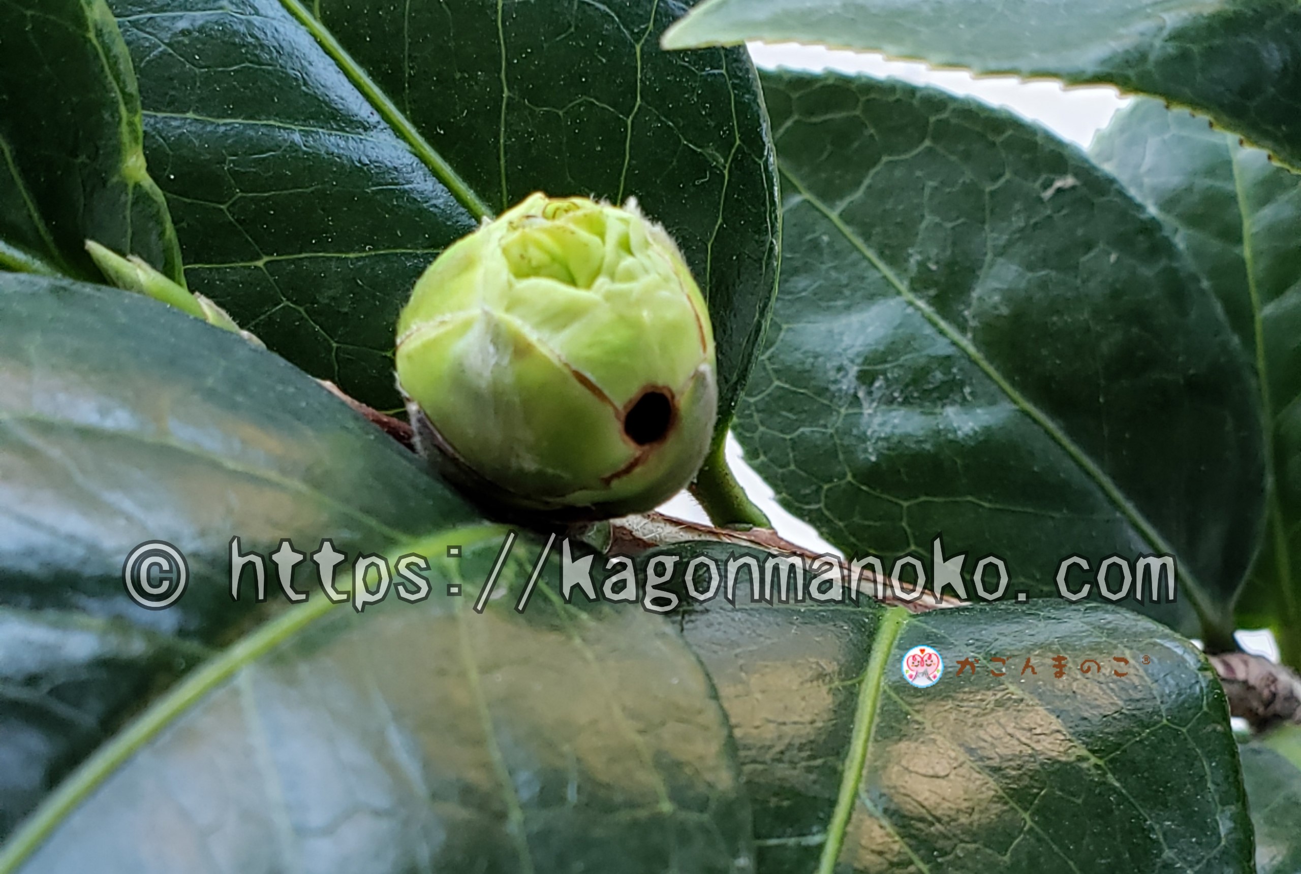 椿蕾に穴を開けた害虫はスギタニモンキリガ-開花前の対策-