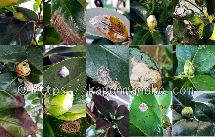 椿の「病害虫・葉の変色・蕾の異変」総まとめ-症例写真で原因を知る-