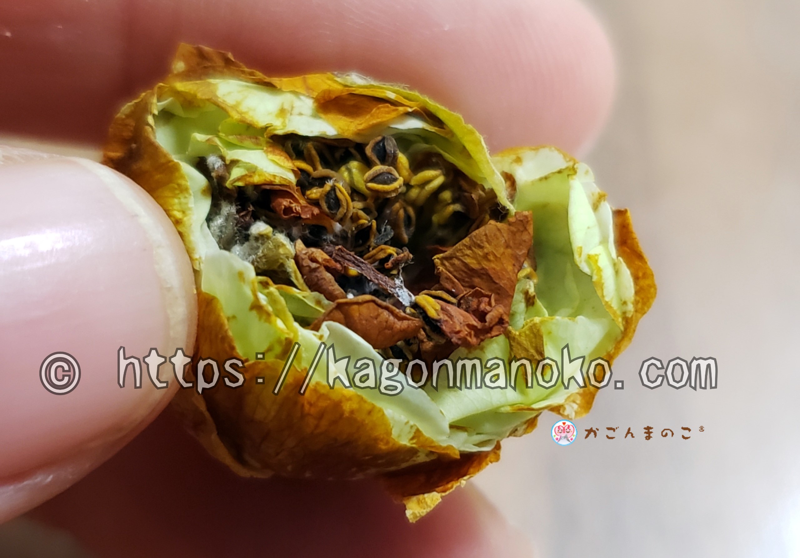 椿の蕾・蕚が開花前に茶色く枯れた原因と対策-成長作用と水管理-