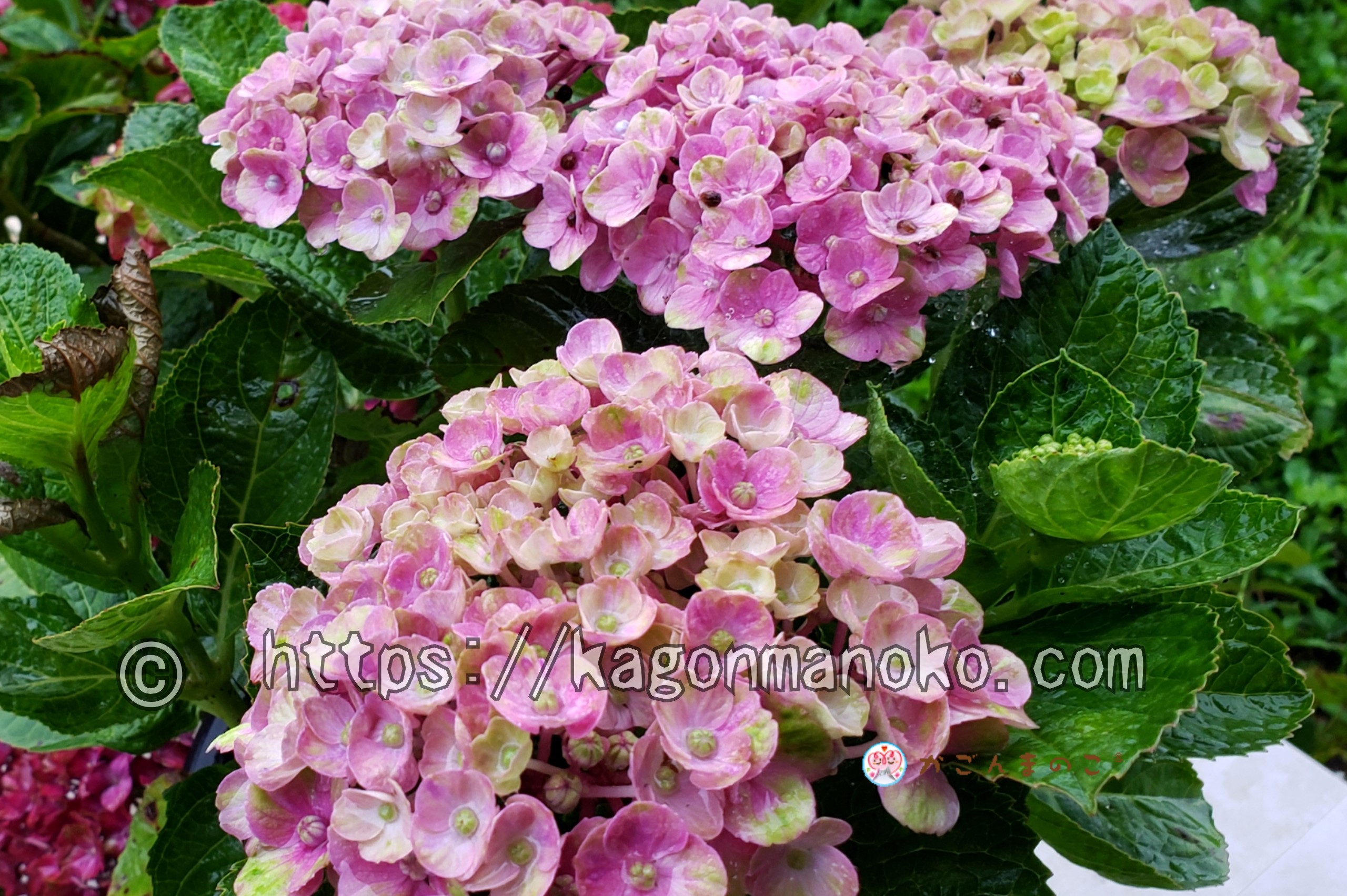 紫陽花を鉢植えで小さくコンパクトに育て開花させるコツ