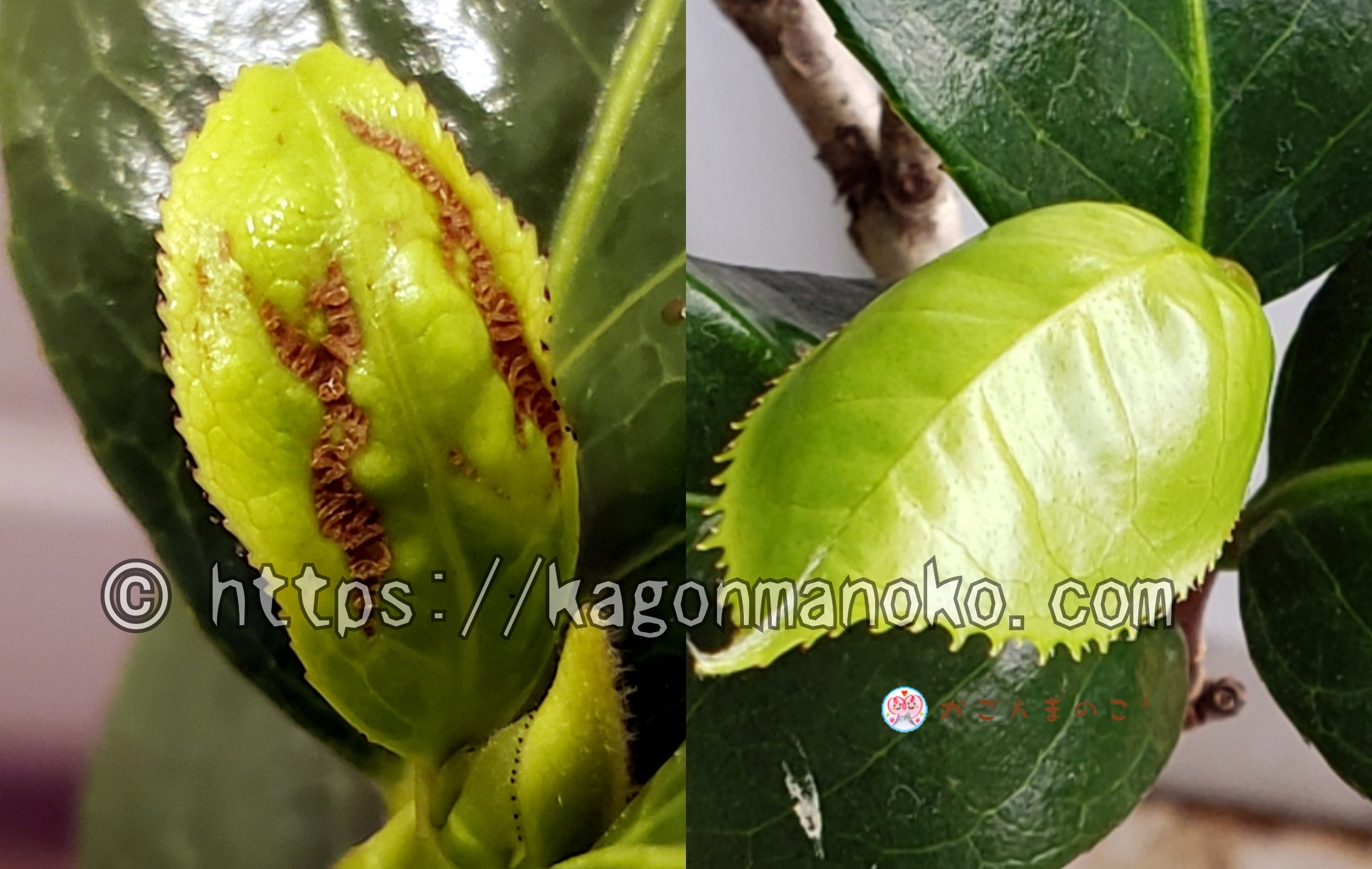 奇形や裏返り・キズがある椿の新葉は治るの?-その後の生育記録-