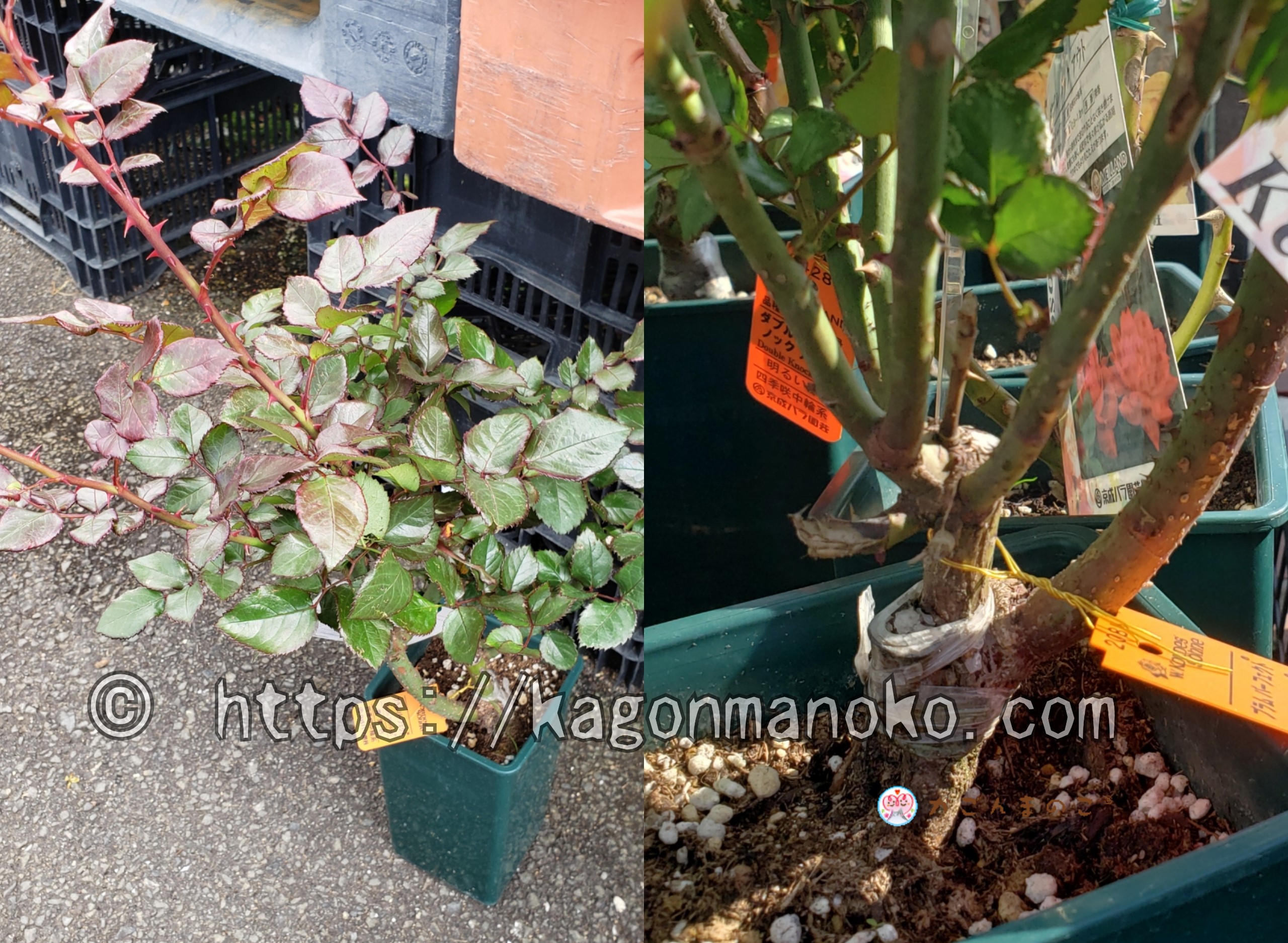 大苗薔薇の特徴と選び方6つ！品種とタイプで違う枝の太さと本数