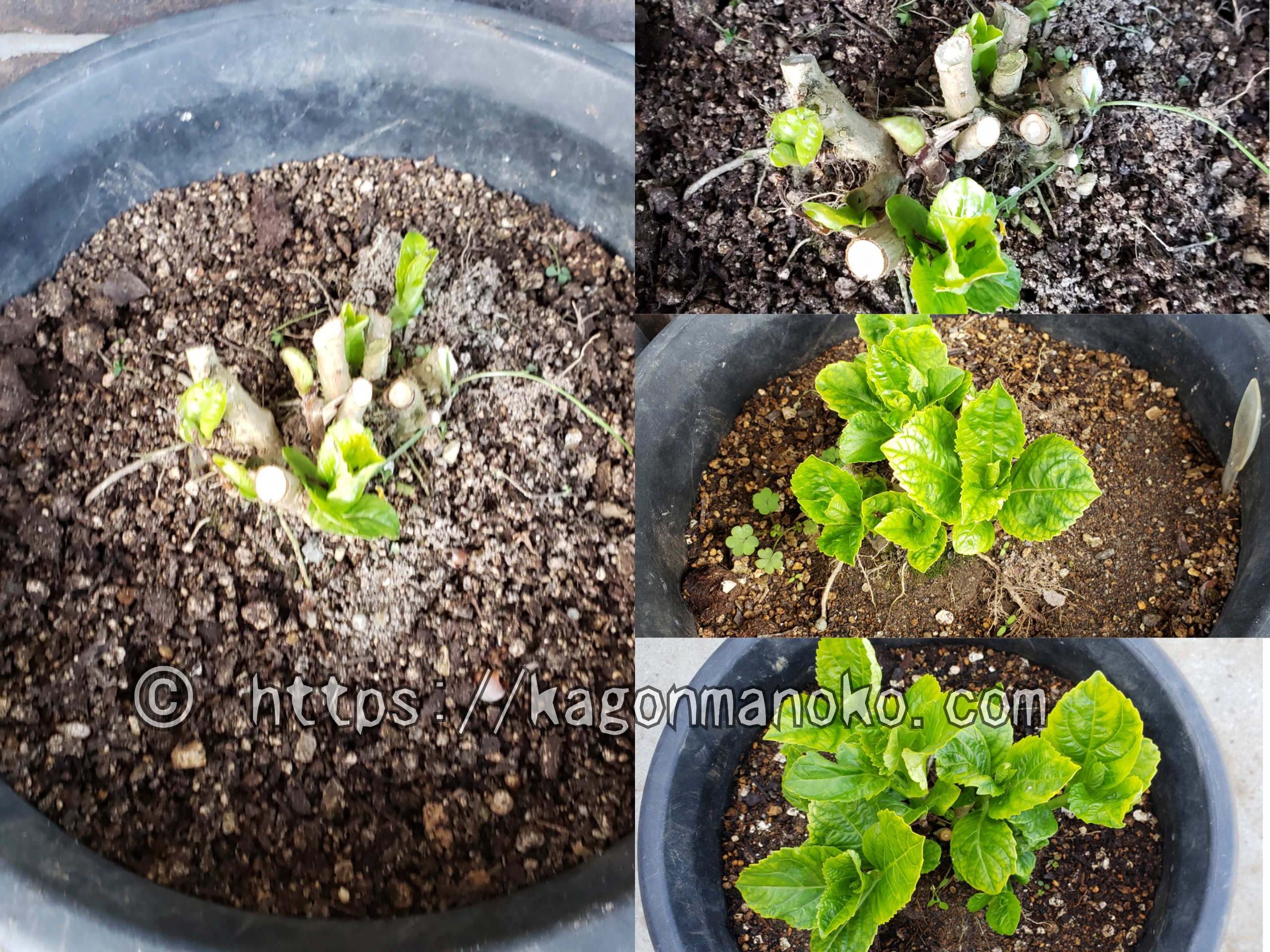 夏のダメージで枯れた鉢植え紫陽花の冬越えの仕方と復活する手入れ