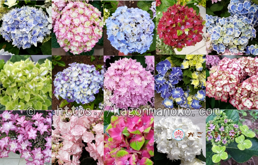 珍しい紫陽花の品種-樹高・樹勢・花持ち等、育てたい種類を紹介-