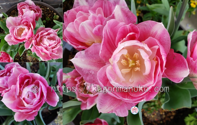 ピンクの濃淡が美しいアンジェリケを紹介！女性に人気NO.1チューリップ