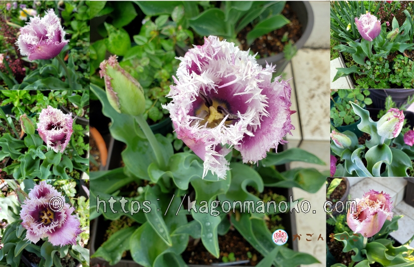 クミンズはチューリップの希少品種！紫に白色フリンジがシックな色合いが魅力