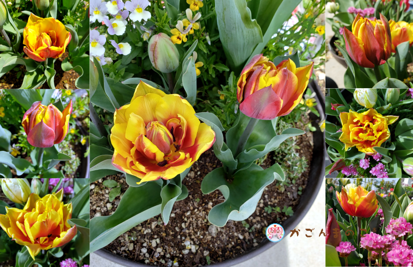 赤と黄色が目立つ八重咲きチューリップのダブルフォーカスが咲いたよ