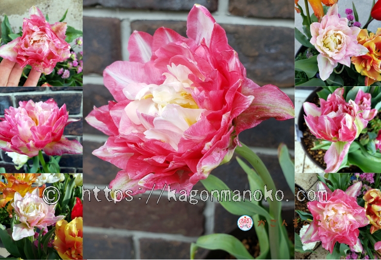 育てたくなるチューリップ・ダブルシュガーが人気NO1なのは花弁が透き通った上品さ