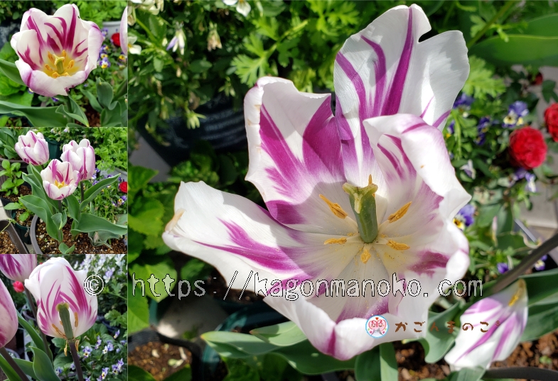 白に紫筋が入る二色一重咲きのフレミングフラッグは優雅で上品なチューリップ