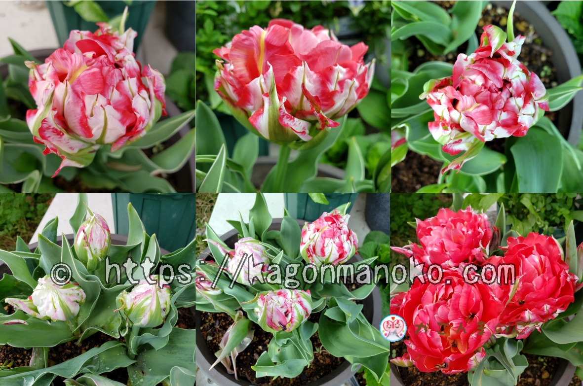 フラシュポイントは赤と白色の絞りが入った牡丹のようなチューリップ