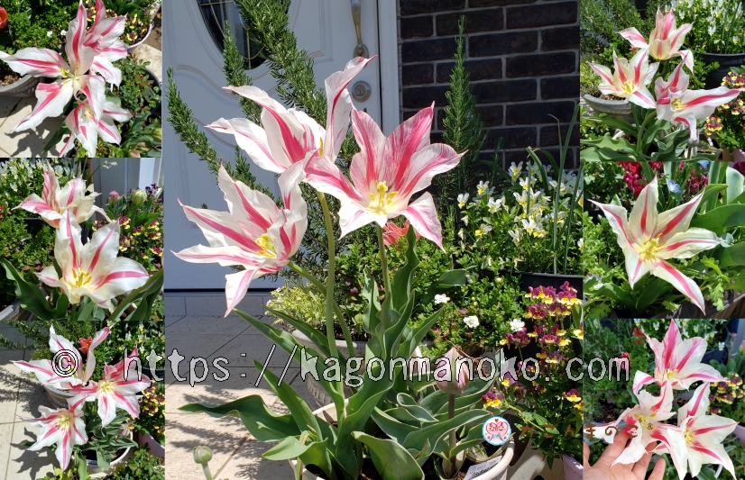 ユリ咲きマリリンは花弁の枚数が異なる個体差が美しいチューリップ