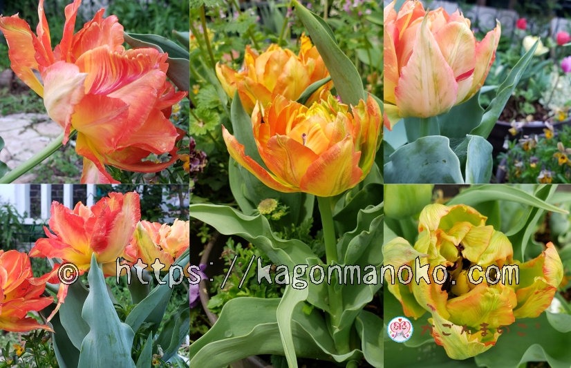 モンテオレンジは鮮明な橙色で太陽のようなチューリップ