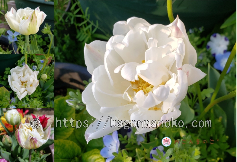 八重咲き白色チューリップのマウントタコマを育てた開花の特徴