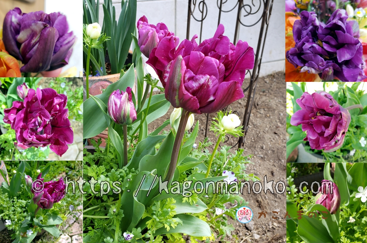 八重咲きで青味がある紫色のネグリタダブルは花束にしたいチューリップ