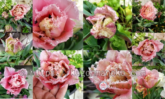 ピンクマジックはピンク色の八重フリンジ咲きをするチューリップの品種