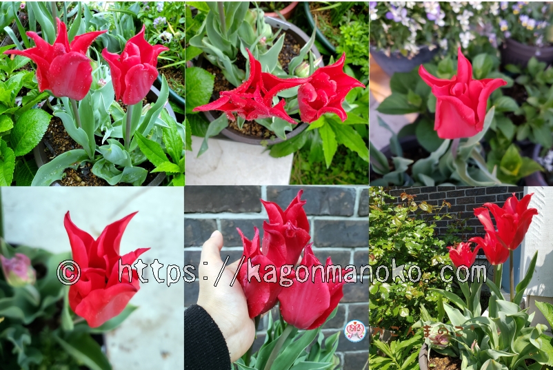 光沢の花弁を持つプリティウーマンは雨で茎が倒れないチューリップ