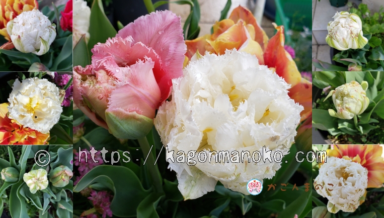 スノークリスタルは純白で花弁のギザギザと丸っこさが特徴のチューリップ