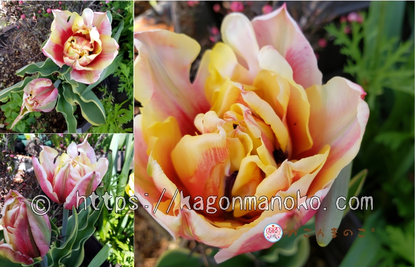 斑入りとチェリーピンクが美しいトップリップスは大人色のチューリップ