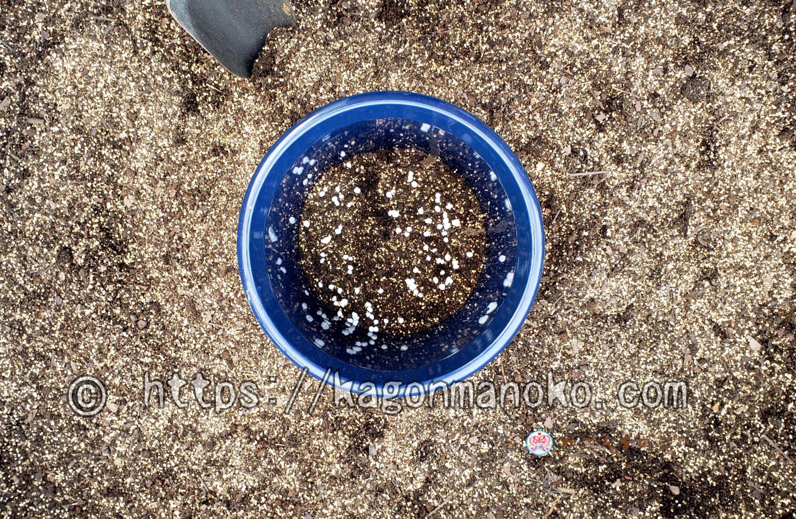 生育を助け蕾と新葉が芽吹く椿の植替え時期と土づくりの基本配合